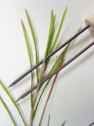 Image result for Potamogeton richardii