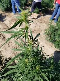 How to harvest hemp plants. Texas Department Of Agriculture Adopted Hemp Regulations Texas Agriculture Law