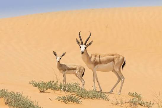 Arabian Sand Gazelle (Gazella marica) 📷 Marios Mantzourogiannis (iNaturalist) 🖋️ Gazella translates into gazelle, while marica has unknown orgin. 🧑‍🧑‍🧒 Bovidae (Bovids) ✳️ There are thought to be over 100,000 of these