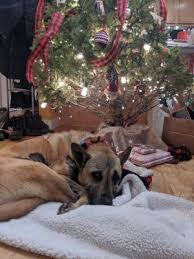 Click on the adopt a dog page 2. Dogs For Adoption Near Chicago Il Petfinder