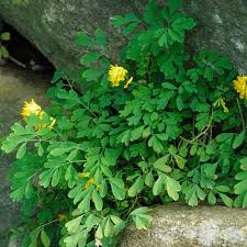 Image result for Corydalis