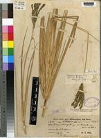 Image result for Eleusine kigeziensis