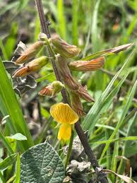 Image result for Rhynchosia zernyi