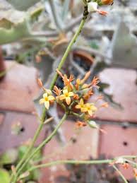 Image result for Kalanchoe rotundifolia