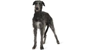 Find irish wolfhound puppies and breeders in your area and helpful irish wolfhound information. Irish Wolfhound Breeders Australia Irish Wolfhound Info Puppies