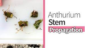 How To Stem Propagate An Anthurium Youtube