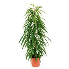 Allergy development mechanism causes of allergies allergy symptoms how to detect an allergen? Ficus Maclellandii Alii Long Leafed Fig Air Purifier Hortology