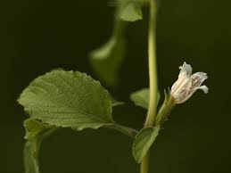 Image result for Dyschoriste thunbergiiflora