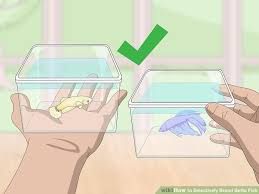 How To Selectively Breed Betta Fish With Pictures Wikihow