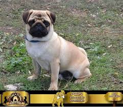Pug