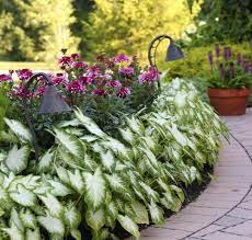 Like flowering annuals summer bulbs need rich soil, excellent drainage and regular watering. Summer Bulbs For Shady Gardens
