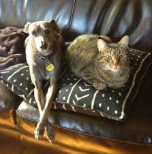 Dogs and their keen sense of smell are helping. Can Cats Or Dogs Get Bed Bugs Bed Bug Blog Report