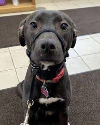 Black And White Pitbull Logo Lost Dog St Paul Pitbull Labrador Retriever Mix Female Date Lost 02 15 2020 Dog S Name Tuukka Breed Of Dog In 2020 Dog Ages Losing A Dog Labrador Retriever Mix