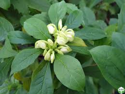 Image result for Clerodendrum incisum