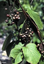 Image result for Cayratia gracilis