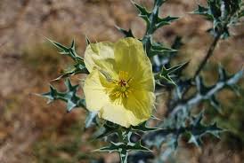Image result for Argemone ochroleuca