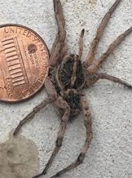 Common Spiders Of The Pacific Northwest Eastside Exterminators