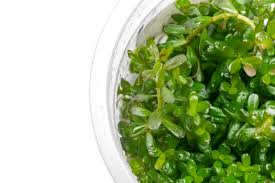 Image result for Rotala submersa