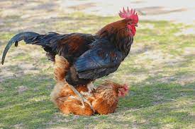 How long do animals live? How Do Chickens Mate All You Need To Know The Happy Chicken Coop