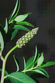 Image result for Sphenoclea zeylanica