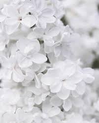 Pin By Edith On Aesthetic White Aesthetic Flower Aesthetic Black And White Aesthetic Durante todo el fin de semana, los habitantes de la capital sacaron fotos del cuento de hadas invernal en el que se encontraron de repente. pin by edith on aesthetic white