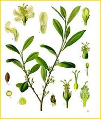 Image result for Erythroxylum zambesiacum