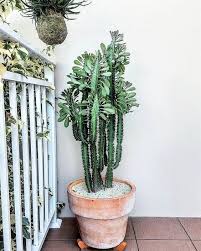 Cacti come in all kinds of shapes, colors and sizes. 31 Types Of Succulents You Must Know About Cactus House Plants Indoor Cactus Plants Plants