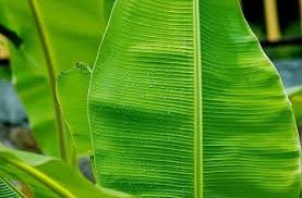 We did not find results for: Gambar Di Bawah Ini Yang Memiliki Bentuk Daun Sejajar Adalah