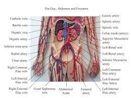Pin On Anatomy Shit