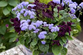 Image result for Ageratum