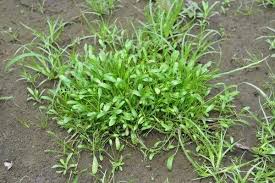 Image result for Limosella