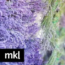 Our lavender seeds for sale grow gorgeous and aromatic purple flower clusters. Lavender Farm In Kelowna Selling Wholesale Dried Bulk Lavender Flowers