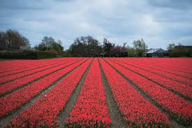 Oltre ai tulipani, l'olanda è nota anche per l'utilizzo della bici. La Fioritura Dei Tulipani In Olanda Quando Andare Whext Travel Blog