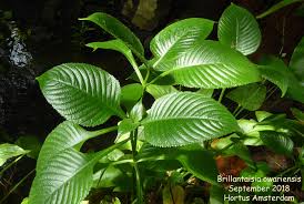 Image result for Brillantaisia owariensis