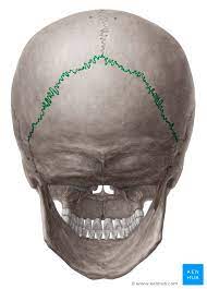 So, the human skull consists of 23 bones. Sutures Of The Skull Anatomy Kenhub