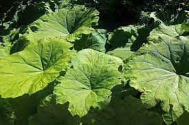 Maybe you would like to learn more about one of these? 25 Best Large Green Leaf Plants 2021 Gardening Tips And Tricks