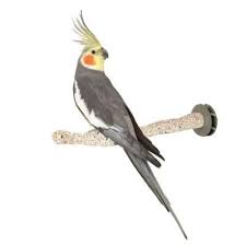 Pin On Birb Stuff
