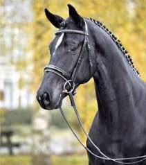 2,091 likes · 106 talking about this. 50 Tage Test Schlieckau Libertad Dominiert Die Hlp Equestrian Worldwide Pferdesport Weltweit Eqwo Net