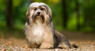 For cubic yards, divide the total cubic feet by 27. Pea Gravel For Dogs The Safest Options