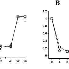Image result for Crepidomanes inopinatum