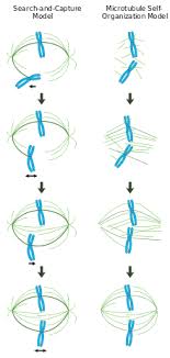 Check spelling or type a new query. Spindle Apparatus Wikipedia