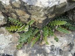 Image result for Asplenium ceii