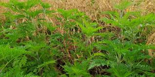 Nous sommes tous concernés car elle provoque une nuisance pour la santé (rhinites, conjonctivites, trachéites, toux, urticaire, eczéma et asthme) et une menace pour l'agriculture (perte de. Allergies Et Si C Etait Le Pollen D Ambroisie Cette Plante Tres Presente En Nouvelle Aquitaine