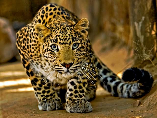 It is one of the world's most beautiful, yet rarest big cats that's on the  edge of extinction… | Discover Wildlife