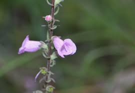 Image result for Micrargeria