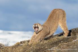 Fascination pumas in remote Patagonia