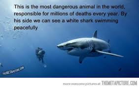 The Most Dangerous Animal In The World Dangerous Animals Shark Shark Quotes