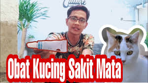 Tapi bila si ibu mula tak jaga anak anak, tahi mata akan berkumpul dan kalau banyak atau pun korang ada masalah mata kucing yang tak skait tapi abnormal? Obat Kucing Sakit Mata Youtube