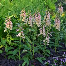 Must water copiously in dry weather and during southern heat loads. Digitalis Purpurea Dalmatian Peach Walters Gardens Inc