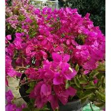 These shrubs bloom in late spring through fall and like partial sun and acidic soil. Retailer Of Flower Plants From Hojai Assam By Nazmin Nursery